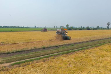 Kuru ya da olgun pirinç tarlalarında çalışan traktör pirinç arabasının havadan görünüşü, tarım üreticisi üretim hasadı. Doğa çevresi. Tayland 'da tarım endüstrisi.
