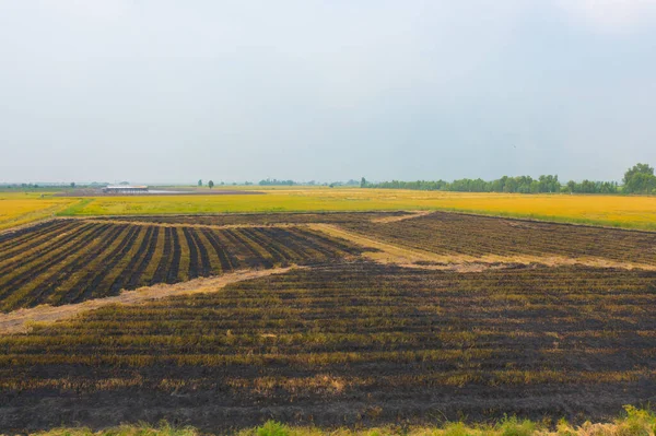 Αεροφωτογραφία Πάνω Από Μαύρο Έγκαυμα Ξηρό Γρασίδι Ρύζι Και Καλλιέργειες — Φωτογραφία Αρχείου