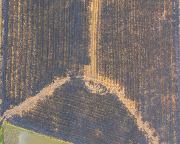 Αεροφωτογραφία Πάνω Από Μαύρο Έγκαυμα Ξηρό Γρασίδι Ρύζι Και Καλλιέργειες — Φωτογραφία Αρχείου