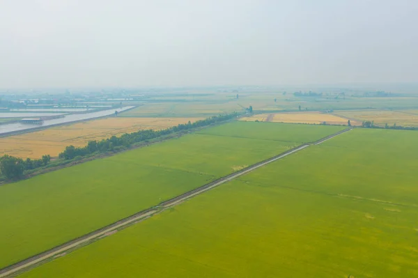 Bovenaanzicht Vanuit Lucht Van Verse Padie Groen Landbouwveld Het Platteland — Stockfoto