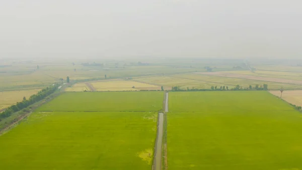 Vista Aérea Arroz Con Cáscara Fresca Campo Agrícola Verde Campo — Foto de Stock