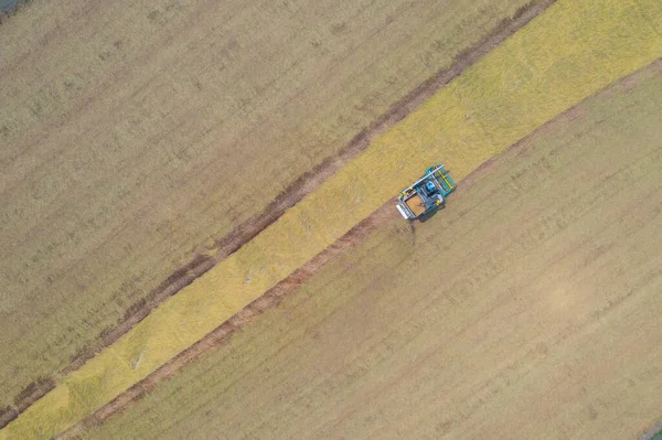 Vista Aérea Superior Carro Arroz Trator Trabalhando Arroz Seco Maduro — Fotografia de Stock