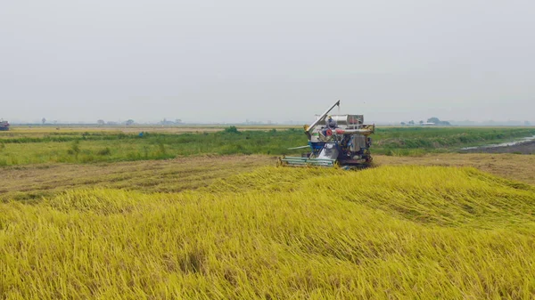 Kuru ya da olgun pirinç tarlalarında çalışan traktör pirinç arabasının havadan görünüşü, tarım üreticisi üretim hasadı. Doğa çevresi. Tayland 'da tarım endüstrisi.