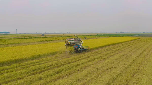 Kuru ya da olgun pirinç tarlalarında çalışan traktör pirinç arabasının havadan görünüşü, tarım üreticisi üretim hasadı. Doğa çevresi. Tayland 'da tarım endüstrisi.