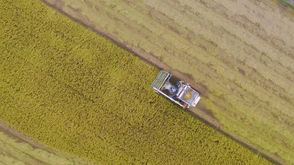 Vista Aérea Superior Carro Arroz Trator Trabalhando Arroz Seco Maduro — Fotografia de Stock