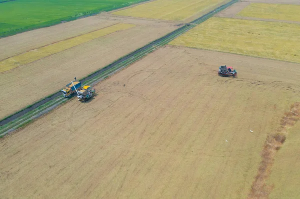 乾燥や熟した水田 農業メーカーの栽培生産を収穫に取り組んでトラクター米車の空中トップビュー 自然環境景観 タイの農業 — ストック写真