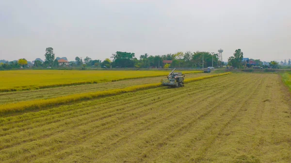 Kuru ya da olgun pirinç tarlalarında çalışan traktör pirinç arabasının havadan görünüşü, tarım üreticisi üretim hasadı. Doğa çevresi. Tayland 'da tarım endüstrisi.
