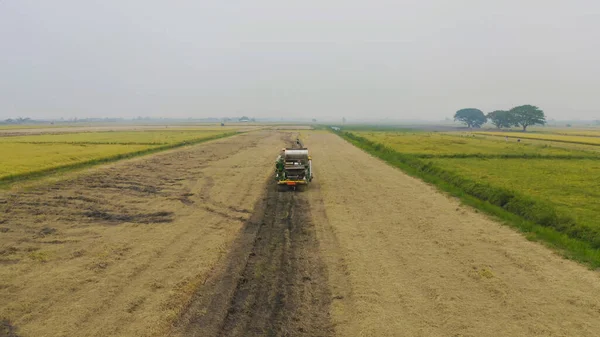 Kuru ya da olgun pirinç tarlalarında çalışan traktör pirinç arabasının havadan görünüşü, tarım üreticisi üretim hasadı. Doğa çevresi. Tayland 'da tarım endüstrisi.