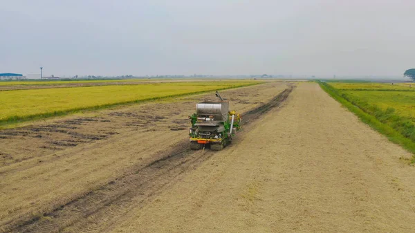 Kuru ya da olgun pirinç tarlalarında çalışan traktör pirinç arabasının havadan görünüşü, tarım üreticisi üretim hasadı. Doğa çevresi. Tayland 'da tarım endüstrisi.