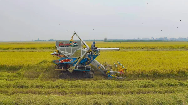 Kuru ya da olgun pirinç tarlalarında çalışan traktör pirinç arabasının havadan görünüşü, tarım üreticisi üretim hasadı. Doğa çevresi. Tayland 'da tarım endüstrisi.