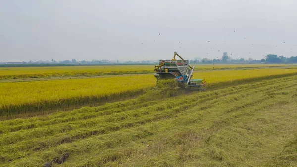 Kuru ya da olgun pirinç tarlalarında çalışan traktör pirinç arabasının havadan görünüşü, tarım üreticisi üretim hasadı. Doğa çevresi. Tayland 'da tarım endüstrisi.