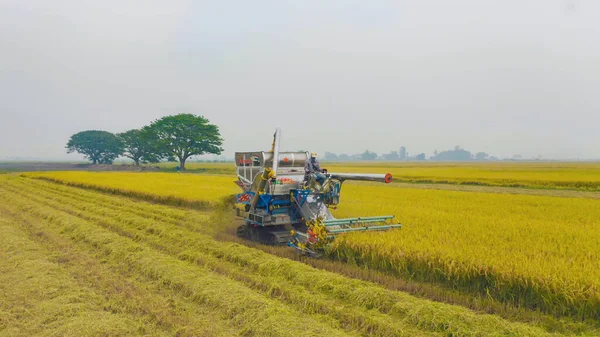 Kuru ya da olgun pirinç tarlalarında çalışan traktör pirinç arabasının havadan görünüşü, tarım üreticisi üretim hasadı. Doğa çevresi. Tayland 'da tarım endüstrisi.