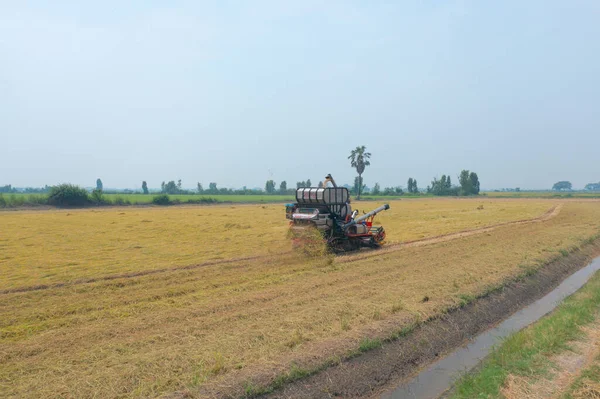 Kuru ya da olgun pirinç tarlalarında çalışan traktör pirinç arabasının havadan görünüşü, tarım üreticisi üretim hasadı. Doğa çevresi. Tayland 'da tarım endüstrisi.