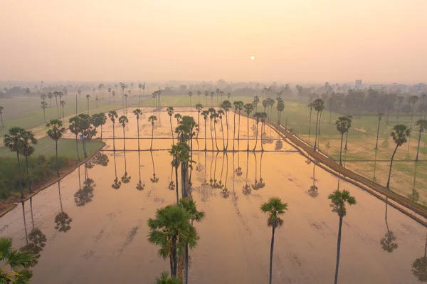 Vista Aérea Los Árboles Dong Tan Campo Arroz Verde Parque — Foto de Stock