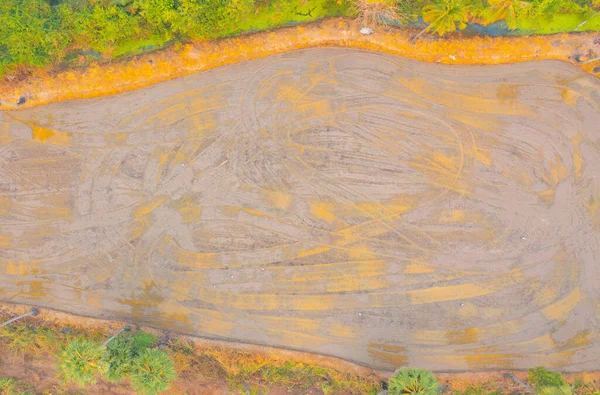 Taze çeltik pirincinin havadan görünüşü, Asya 'nın kırsal ya da kırsal kesimindeki yeşil tarım alanı. Doğa manzarası arka planı.