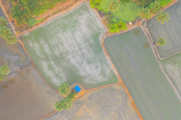 Flygfoto Ovanifrån Färskt Paddyris Grönt Jordbruksfält Landsbygden Eller Landsbygdsområden Asien — Stockfoto