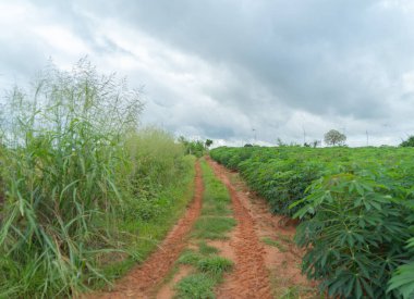 Ulusal parktaki orman ağaçlarının oradaki patikaya gidiyorum. Doğa manzarası. Macera yaşam tarzı.