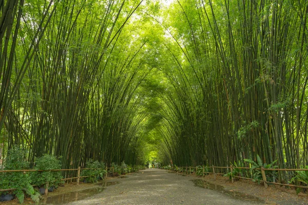 Japanese Bamboo Forest. Tall trees at Arashiyama in travel holidays vacation trip outdoors in Kyoto, Japan. Tall trees in natural park. Nature landscape background.