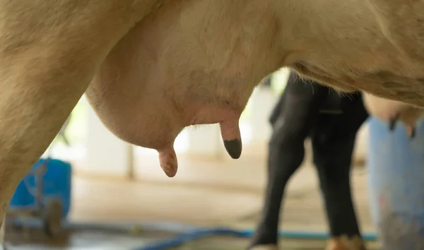 Uierspeen Van Koe Orgaan Van Borst Dierlijke Producten Melk Agrarische — Stockfoto