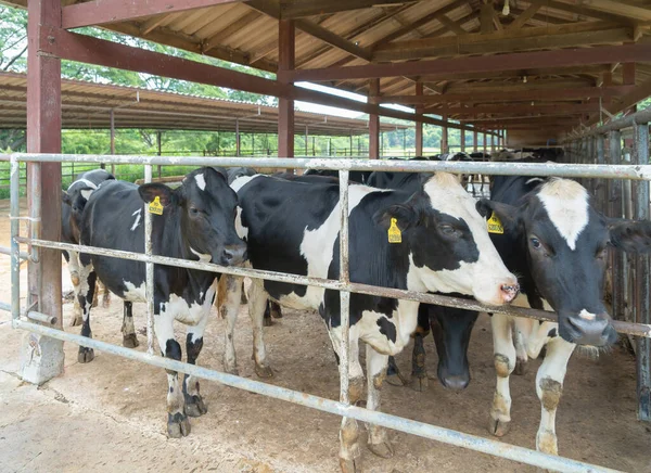 Local countryside dairy cows farming, animal stall natural environment agriculture. Animal in business industry.