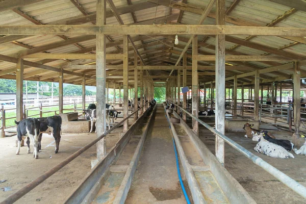 Local countryside dairy cows farming, animal stall natural environment agriculture. Animal in business industry.