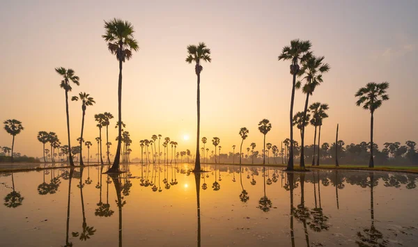 Dong Tan Árvores Campo Arroz Verde Parque Nacional Pôr Sol — Fotografia de Stock