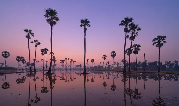 Dong Tan Bomen Groen Rijstveld Nationaal Park Bij Zonsondergang Sam — Stockfoto