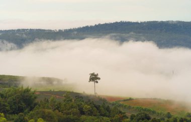 Gün batımında sisli orman ağaçlarının ve yeşil dağ tepelerinin havadan görünüşü. Doğa manzarası arka planı, Tayland.