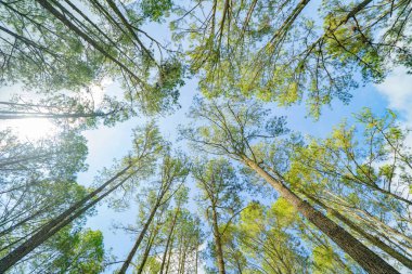 Ormandaki ağaçların alt manzarası. Seyahat tatilindeki uzun ağaçlar dışarıda tatil yapıyor. Doğal parktaki uzun ağaçlar. Doğa manzarası arka planı.