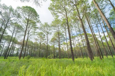 Ormandaki ağaçlar. Seyahat tatilindeki uzun ağaçlar dışarıda tatil yapıyor. Doğal parktaki uzun ağaçlar. Doğa manzarası arka planı.