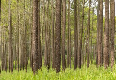 Ormandaki ağaçlar. Seyahat tatilindeki uzun ağaçlar dışarıda tatil yapıyor. Doğal parktaki uzun ağaçlar. Doğa manzarası arka planı.