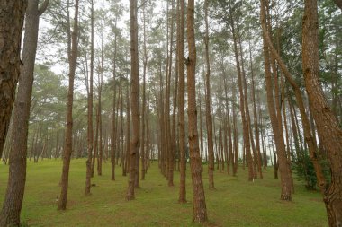 Ormandaki ağaçlar. Seyahat tatilindeki uzun ağaçlar dışarıda tatil yapıyor. Doğal parktaki uzun ağaçlar. Doğa manzarası arka planı.