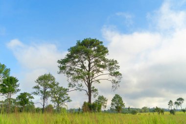 Ulusal parktaki orman ağaçları. Doğa manzarası. Macera yaşam tarzı.