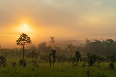 Thung Salaeng Luang Ulusal Parkı yeşil alan dağları. Vahşi Yaşam Sığınağı, Khao Kho Bölgesi Phetchabun, Tayland. Vahşi yaşam çeşitliliği, gün batımında ağaçlar ve bitkiler.