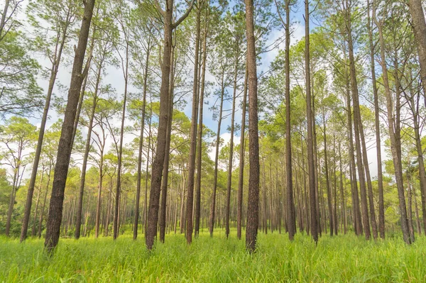 Ormandaki ağaçlar. Seyahat tatilindeki uzun ağaçlar dışarıda tatil yapıyor. Doğal parktaki uzun ağaçlar. Doğa manzarası arka planı.
