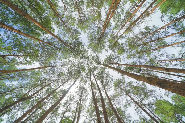 Bottom view of trees in forest. Tall trees in travel holidays vacation trip outdoor. Tall trees in natural park. Nature landscape background.