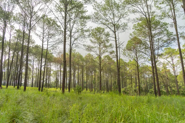 Ormandaki ağaçlar. Seyahat tatilindeki uzun ağaçlar dışarıda tatil yapıyor. Doğal parktaki uzun ağaçlar. Doğa manzarası arka planı.