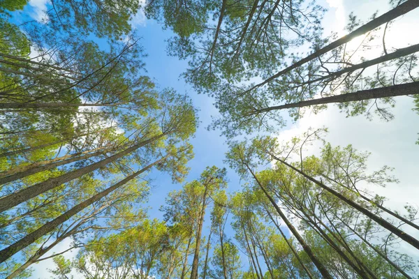 Bottom view of trees in forest. Tall trees in travel holidays vacation trip outdoor. Tall trees in natural park. Nature landscape background.