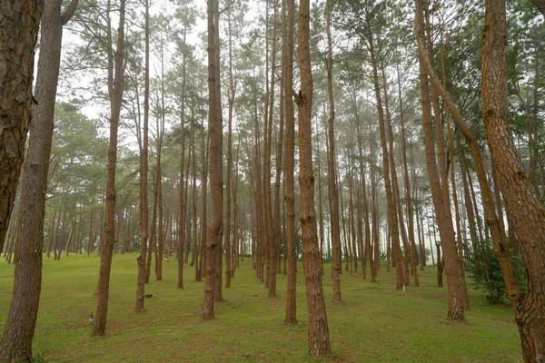 Ormandaki ağaçlar. Seyahat tatilindeki uzun ağaçlar dışarıda tatil yapıyor. Doğal parktaki uzun ağaçlar. Doğa manzarası arka planı.