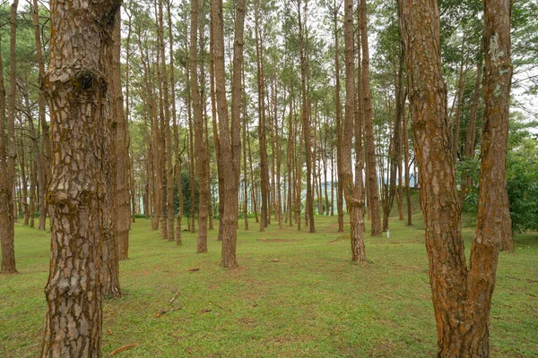 Ormandaki ağaçlar. Seyahat tatilindeki uzun ağaçlar dışarıda tatil yapıyor. Doğal parktaki uzun ağaçlar. Doğa manzarası arka planı.