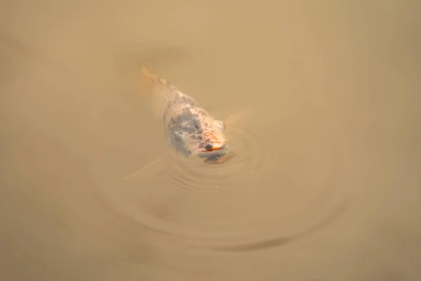 Viele Fische Atmen Sauerstoff Und Blasen Blasen Teich Oder See — Stockfoto