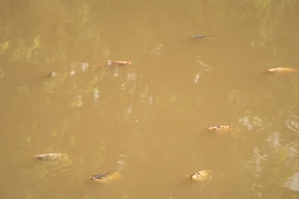 Many Fish Breathing Oxygen Blowing Bubbles Pond Lake Water Surface — Φωτογραφία Αρχείου