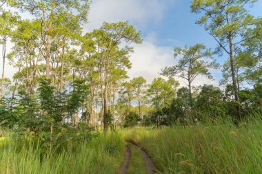 Ulusal parktaki orman ağaçlarının oradaki patikaya gidiyorum. Doğa manzarası. Macera yaşam tarzı.