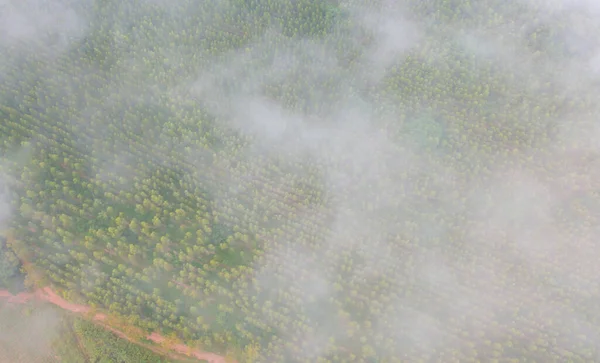 Vista Aérea Los Exuberantes Árboles Verdes Desde Arriba Con Niebla —  Fotos de Stock