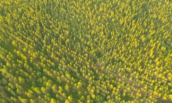 Luftaufnahme Von Üppig Grünen Bäumen Von Oben Tropischen Wäldern Nationalpark — Stockfoto