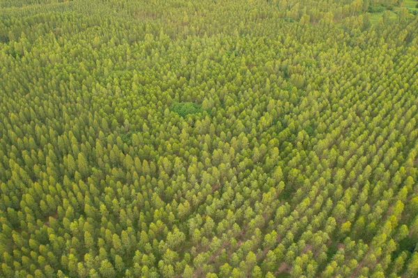 Vista Aérea Los Exuberantes Árboles Verdes Desde Arriba Bosque Tropical —  Fotos de Stock