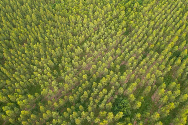 Vista Aerea Dall Alto Lussureggianti Alberi Verdi Dall Alto Nella — Foto Stock