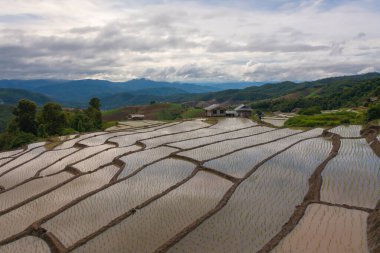 Su yansıtmalı çeltik pirinç terasları, kırsal alanlarda yeşil tarım alanları, dağ tepeleri vadisi, Pabongpieng, Chiang Mai, Tayland. Doğa manzarası. Ekin hasatı.