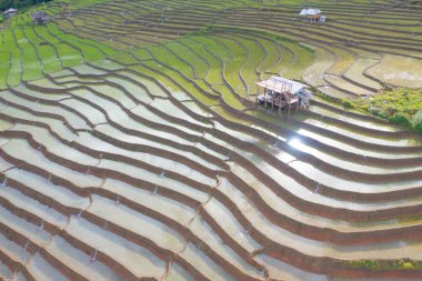 Su yansıtmalı çeltik pirinç terasları, kırsal alanlarda yeşil tarım alanları, dağ tepeleri vadisi, Pabongpieng, Chiang Mai, Tayland. Doğa manzarası. Ekin hasatı.