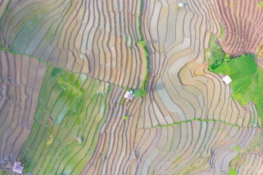 Su yansıtmalı çeltik pirinç terasları, kırsal alanlarda yeşil tarım alanları, dağ tepeleri vadisi, Pabongpieng, Chiang Mai, Tayland. Doğa manzarası. Ekin hasatı.